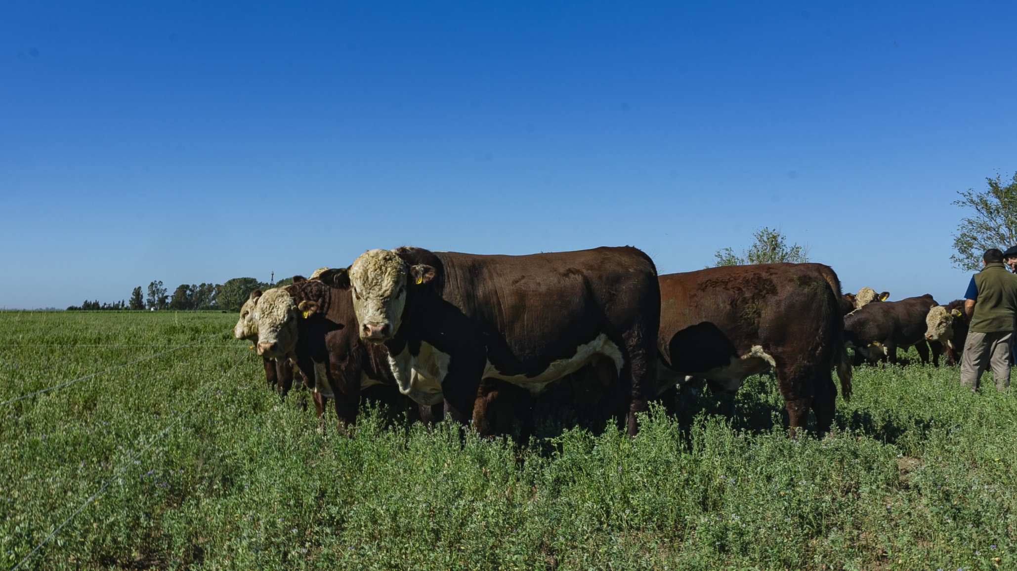 El INTA medirá la huella de carbono de establecimientos Hereford